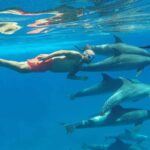 utflykter-i-hurghada-resor-delfinshus-Dolphin-House-delfinshus-Hurghada-DOLFINHUSRESA-egypten-hurghada-resa-delfinhusutflykt-Hurghada-simma-med-delfiner-delfinhus-utflykt-Hurghada